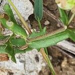 Valeriana vesicaria Leaf