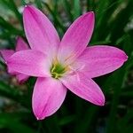 Zephyranthes rosea Blomst