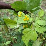 Grewia asiatica Flower
