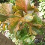 Amaranthus tricolor पत्ता