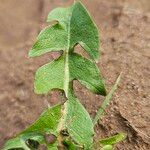 Taraxacum palustre Leaf