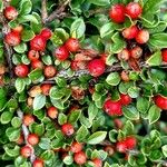 Cotoneaster nan-shan ഫലം