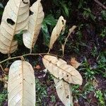 Virola sebifera Leaf