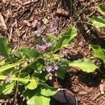 Limonium meyeri Hoja