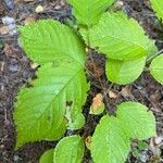 Prunus pensylvanica Leaf