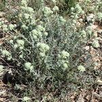 Teucrium polium Habitat