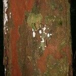Chrysophyllum pomiferum Corteza