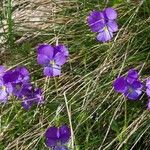 Viola calcarataFloro