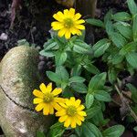 Sanvitalia procumbens Flower