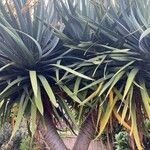 Dracaena draco পাতা