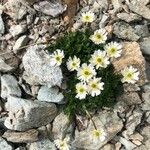 Ranunculus alpestris 花