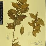 Gaultheria fragrantissima Прочее