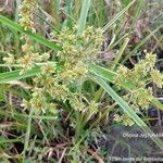 Cyperus virens Koor