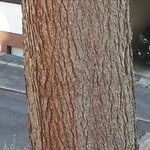 Pseudotsuga menziesii Kéreg/szár