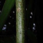 Drymonia macrophylla Bark