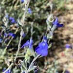 Salvia chamaedryoides Flor
