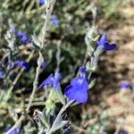 Salvia chamaedryoides പുഷ്പം