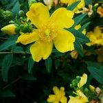 Hypericum × hidcoteense Kvet