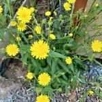 Crepis capillarisÇiçek