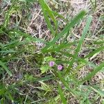 Geranium pusillumBlüte