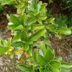 Pyracantha coccineaBlatt