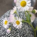 Erigeron philadelphicusFlor