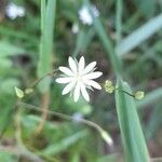 Stellaria graminea फूल