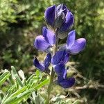 Lupinus angustifolius Fula