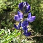 Lupinus angustifolius Цветок