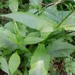 Knautia dipsacifolia Leaf