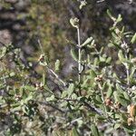 Ceanothus crassifolius Агульны выгляд