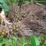 Raphia textilis Fruto