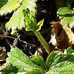 Fragaria × ananassa Feuille