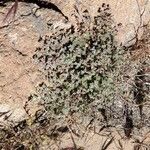 Euphorbia albomarginata Bloem