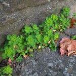 Euphorbia helioscopia Tervik taim