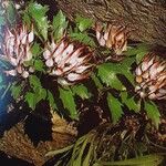 Physoplexis comosa 花