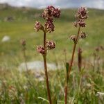 Valeriana celtica Elinympäristö