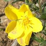 Potentilla hirta Flower
