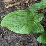 Arum cylindraceumFoglia