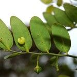 Phyllanthus kouaouaensis