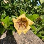 Solandra maxima Flor