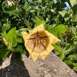 Solandra maxima Blodyn