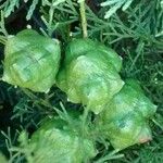 Cupressus sempervirens Fruit