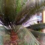 Cycas circinalis Лист