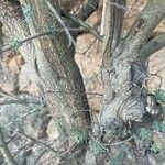 Chamaecytisus prolifer 樹皮