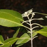 Avicennia germinans Habit