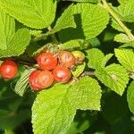 Prunus tomentosa Frucht