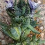 Linaria arvensis Fleur