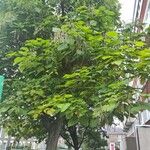 Catalpa ovataFrunză