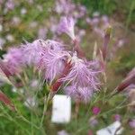 Dianthus superbus പുഷ്പം